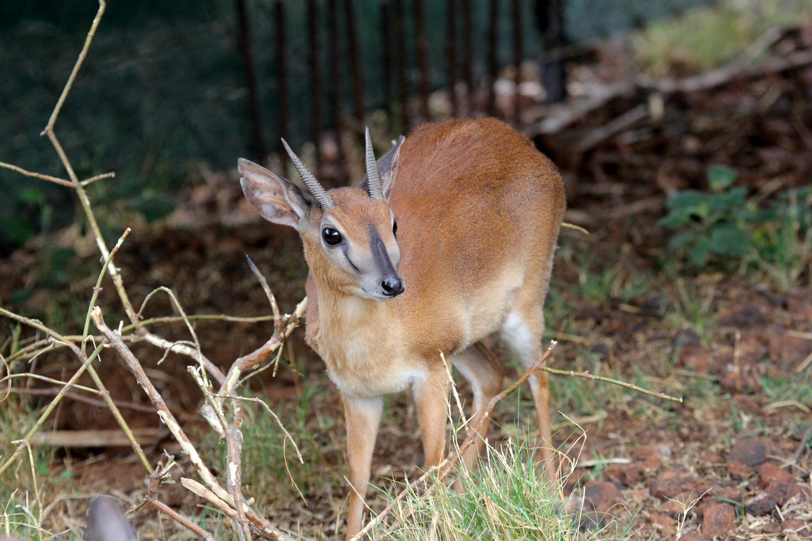 Suni (Neotragus moschatus)