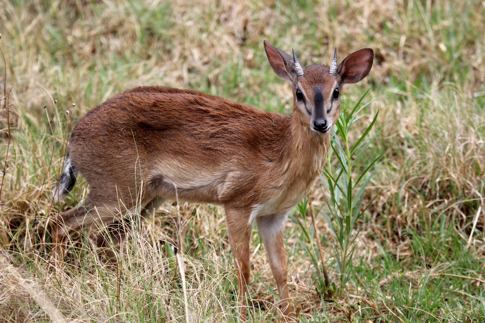 Suni (Neotragus moschatus)