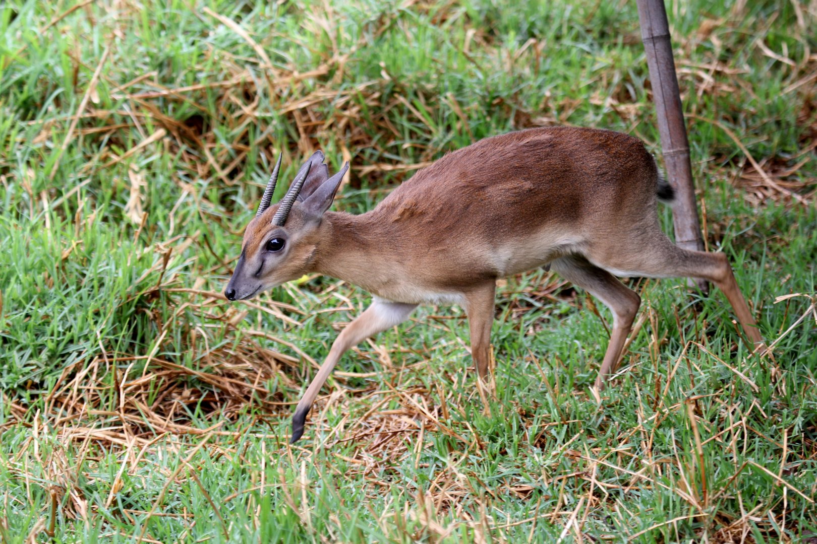 Suni (Neotragus moschatus)