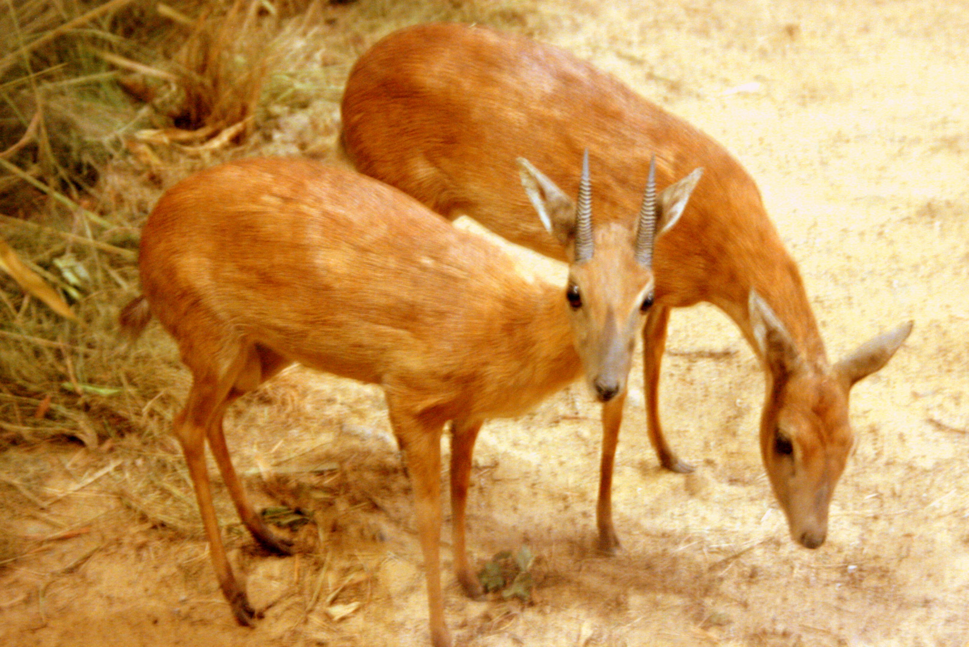 Suni; Powell-Cotton Museum; 11th June 2017