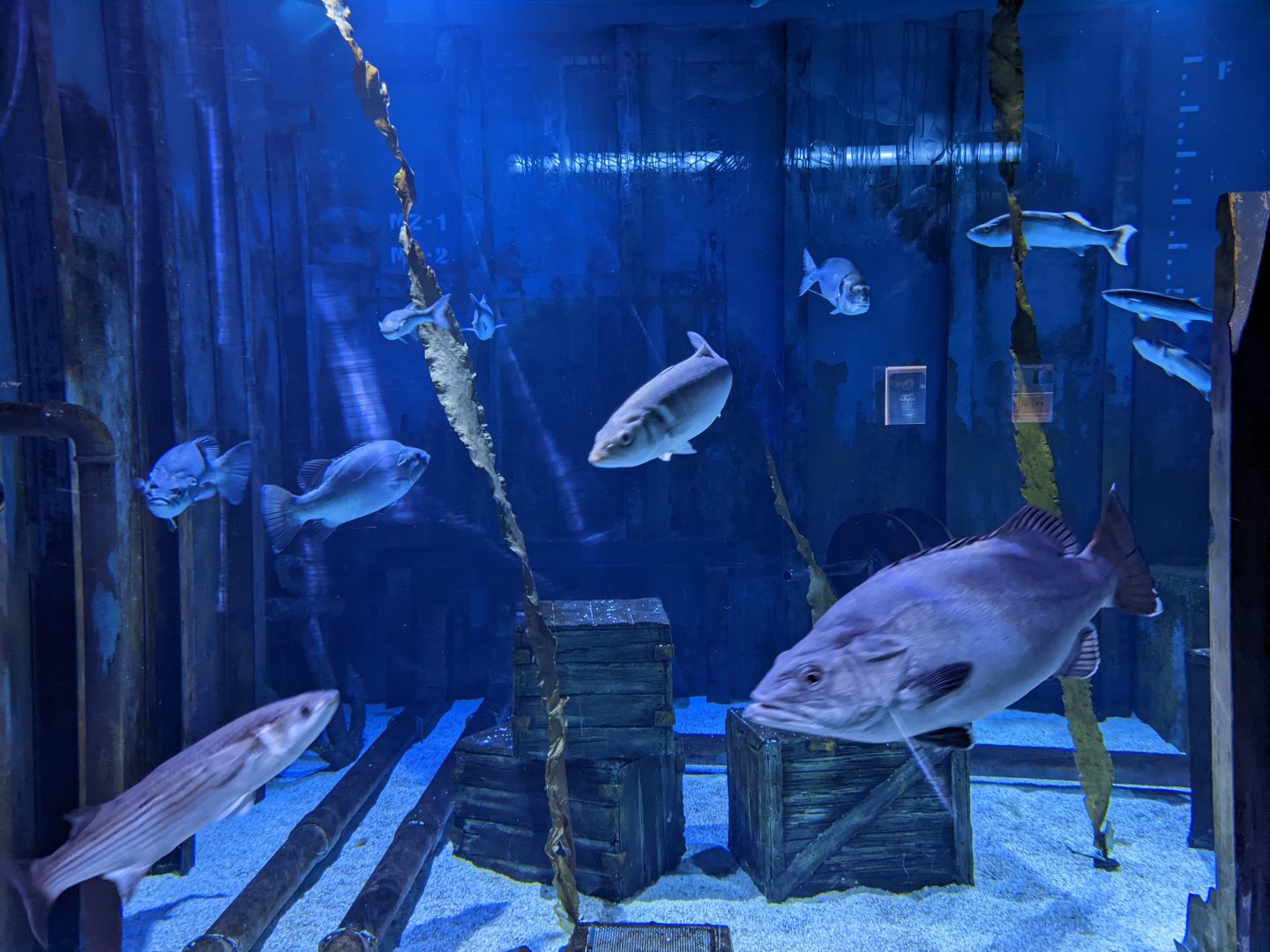 Sunken Shipwreck tank