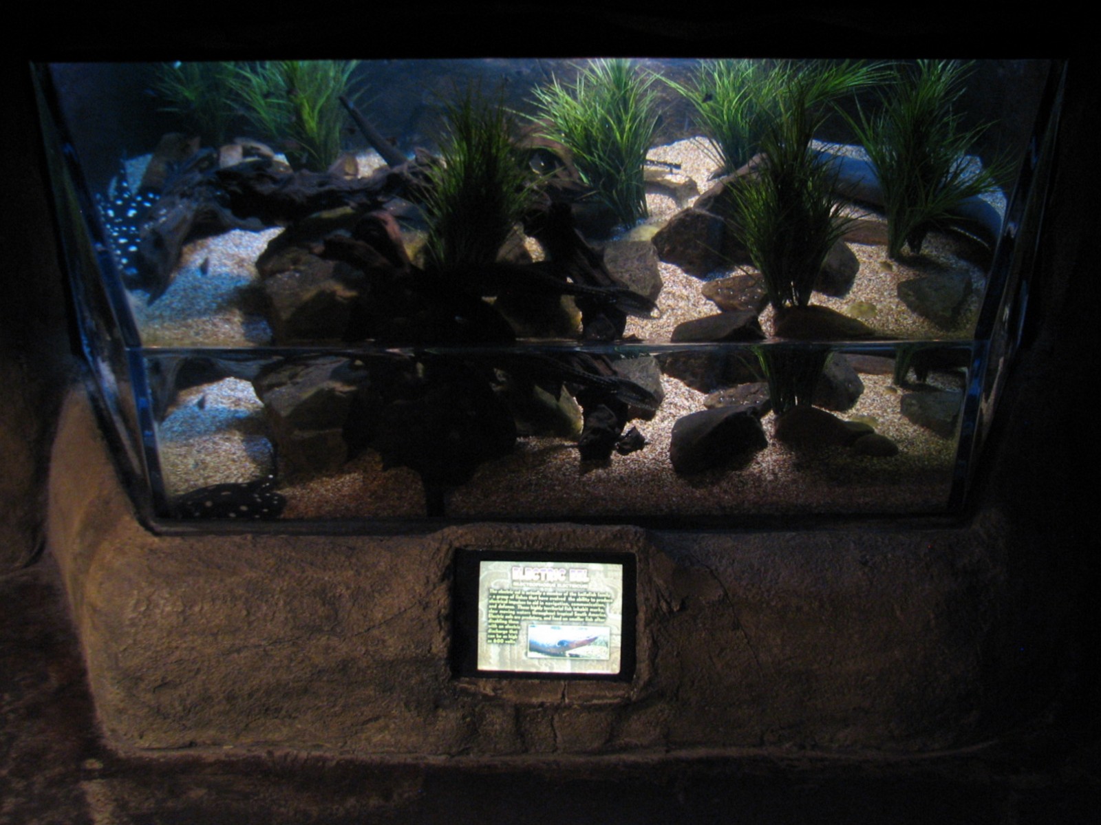 Sunken Temple - Electric Eel Exhibit