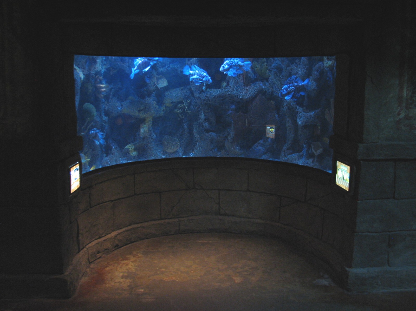 Sunken Temple - Lionfish and Foxface Exhibit