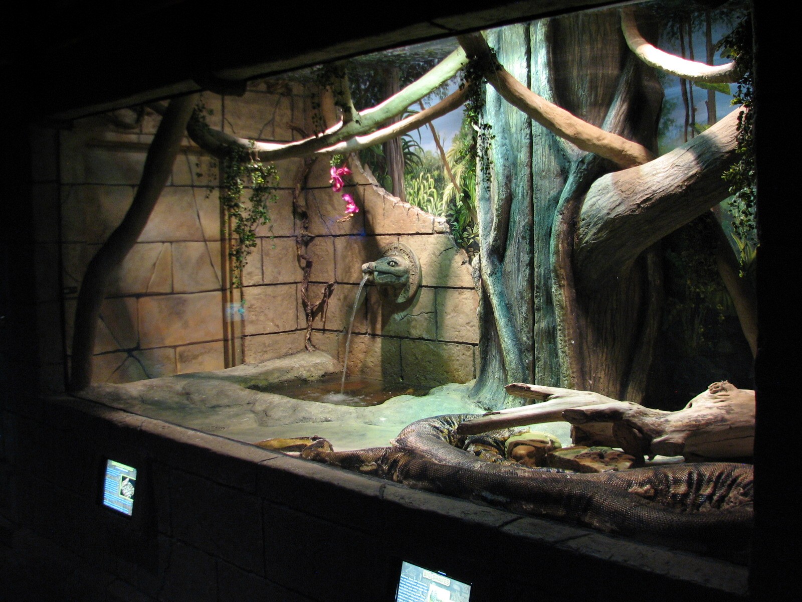 Sunken Temple - Reticulated Python Exhibit