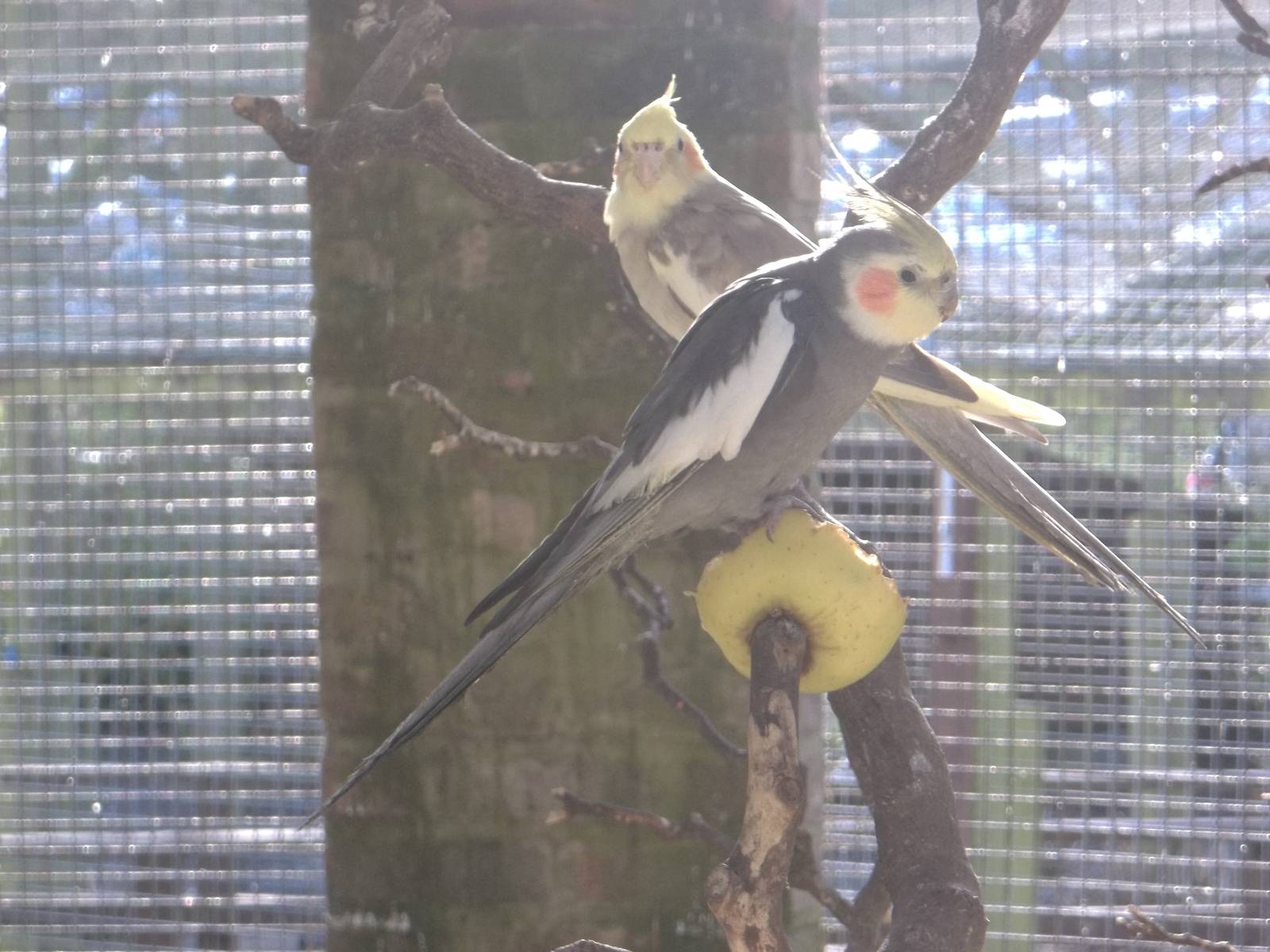 Sunlit Cockatiels, 21st February 2015