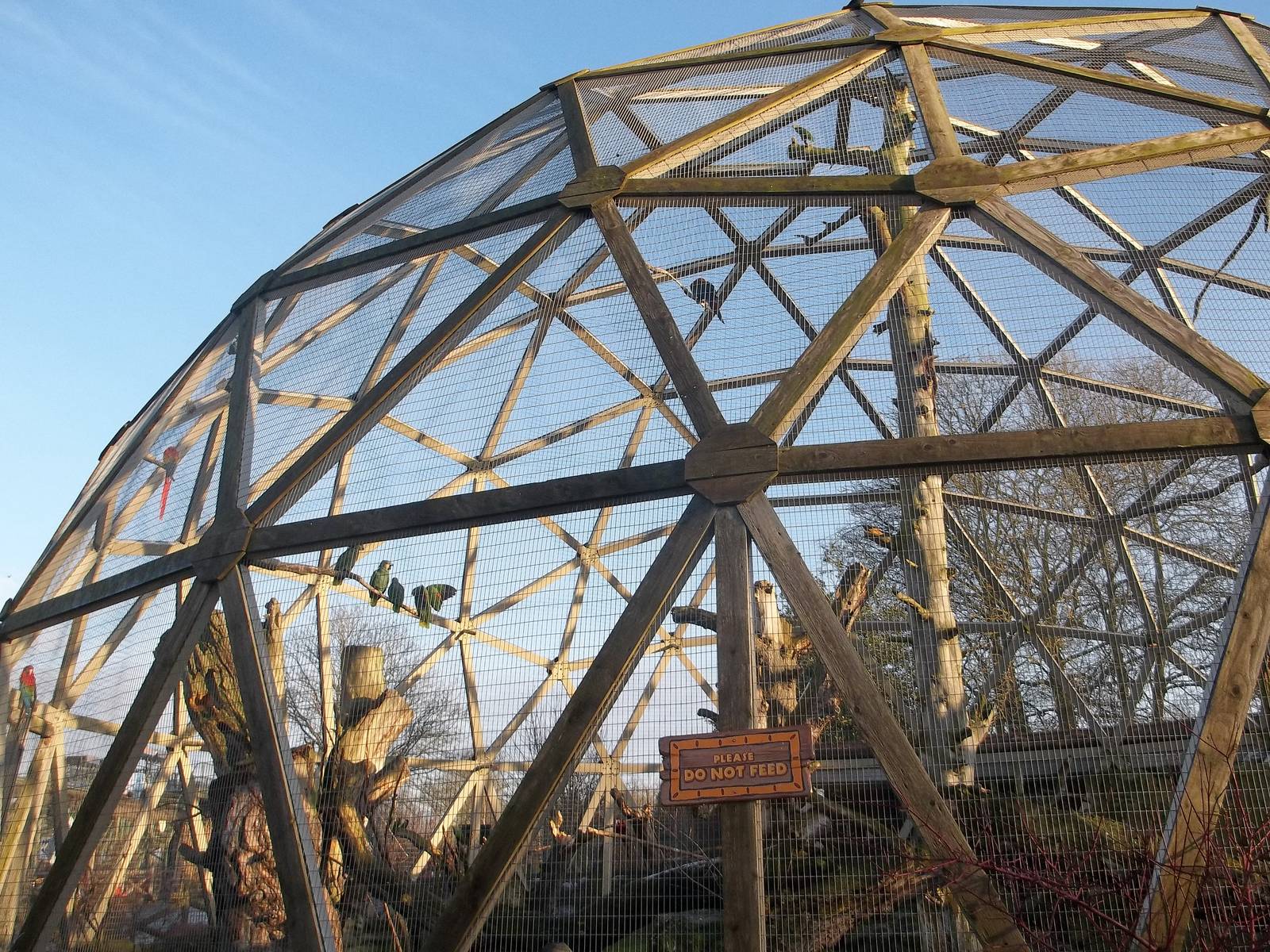 Sunlit Parrotsphere, 30th December 2014