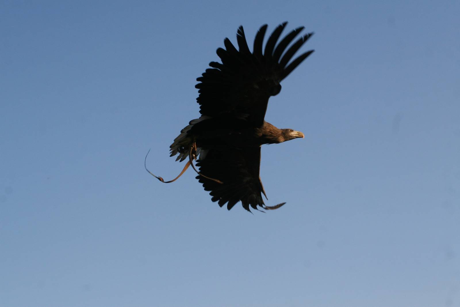 Sunlit White-Tailed Sea Eagle