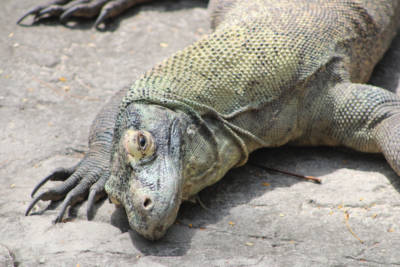 Sunning Komodo Dragon (Varanus komodoensis)