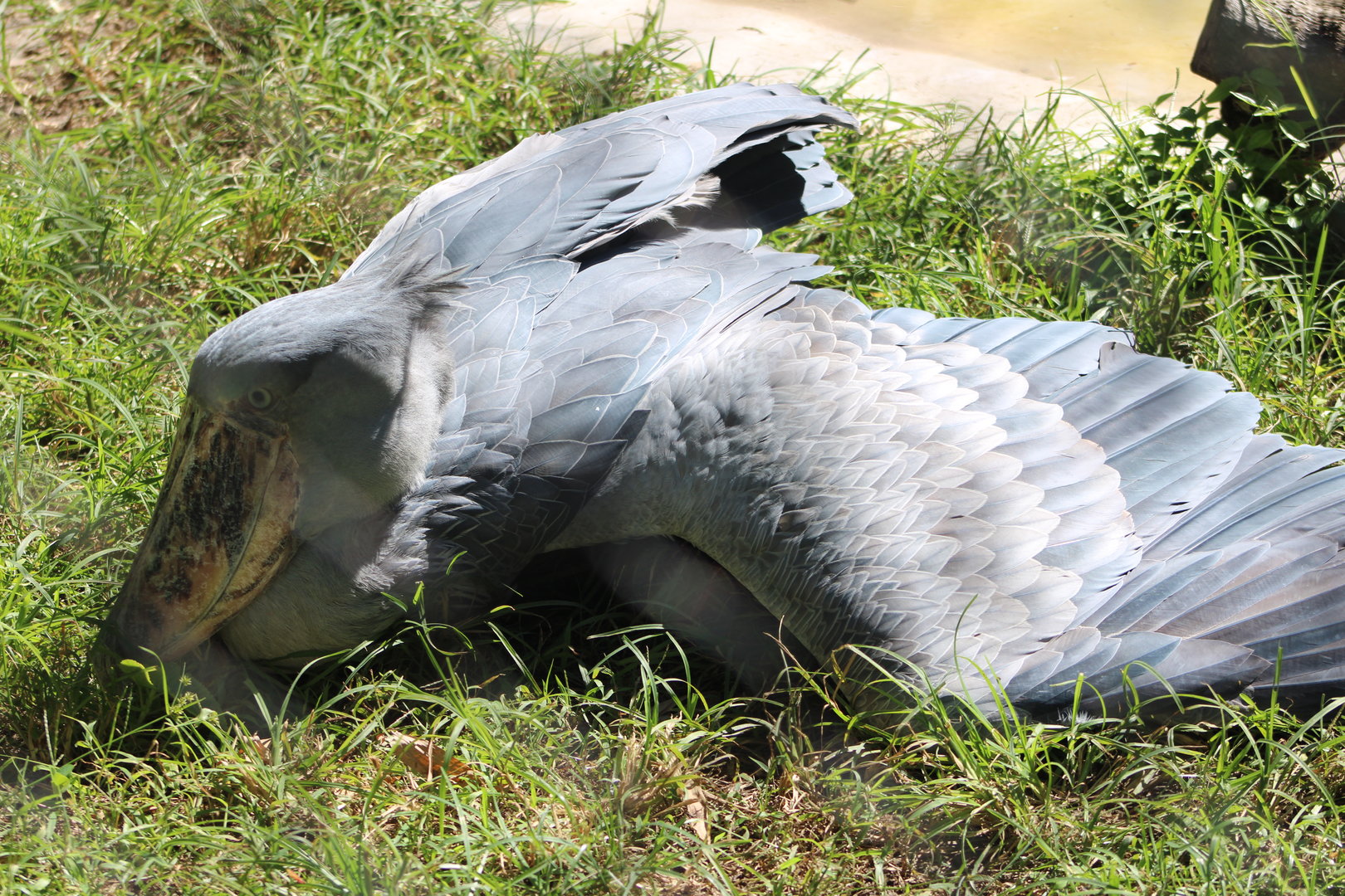 Sunning Shoebill (Balaeniceps rex)