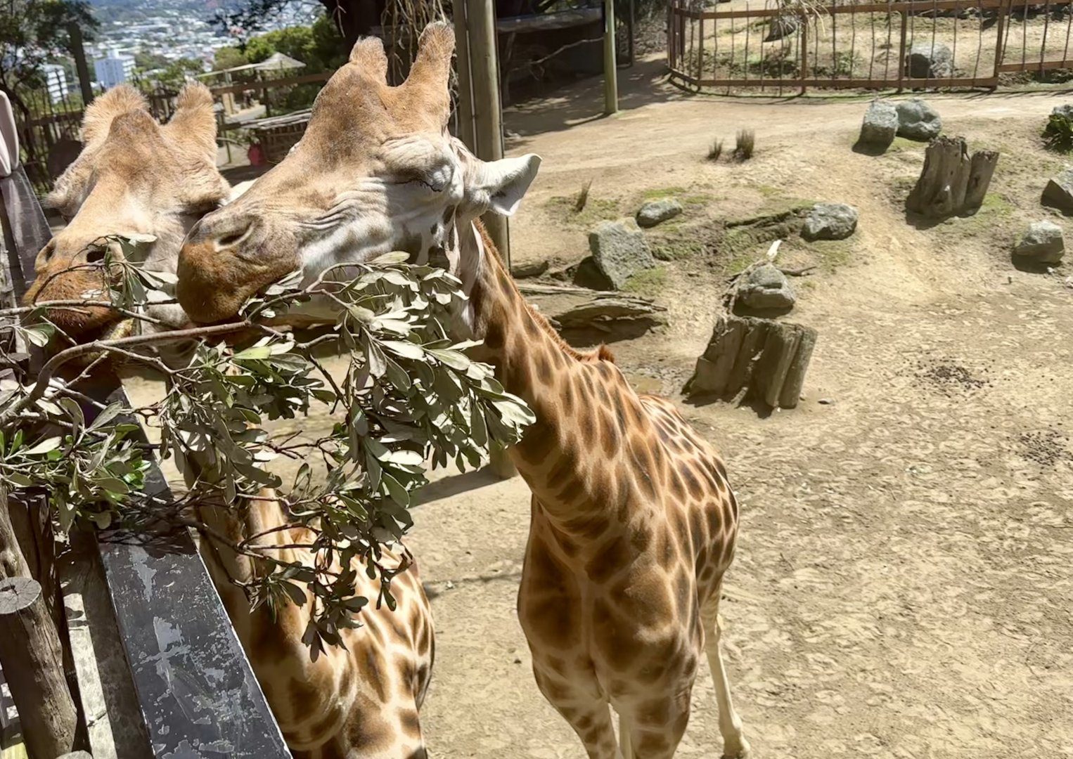 Sunny and Zahara (Giraffes)