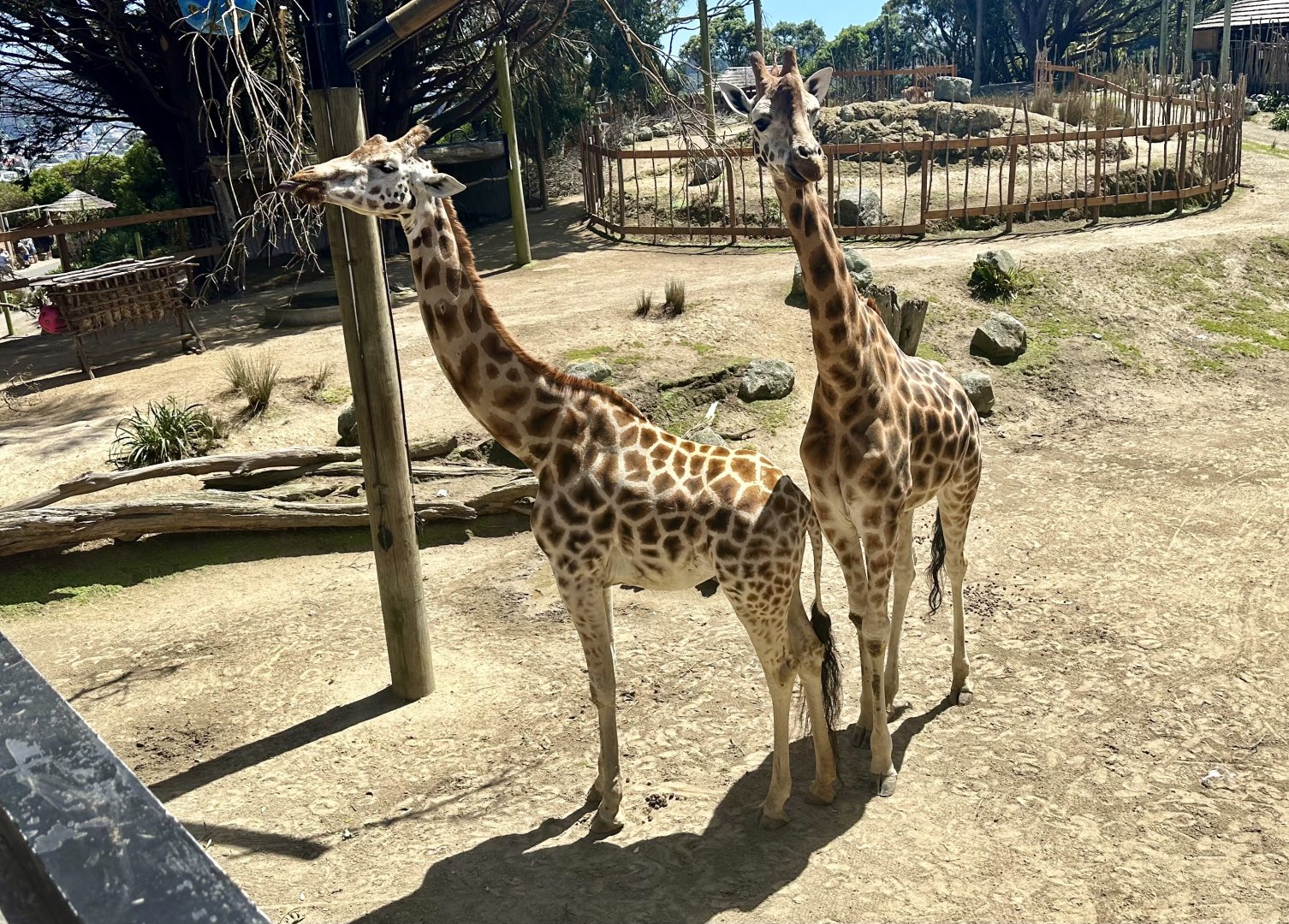 Sunny and Zahara (Giraffes)