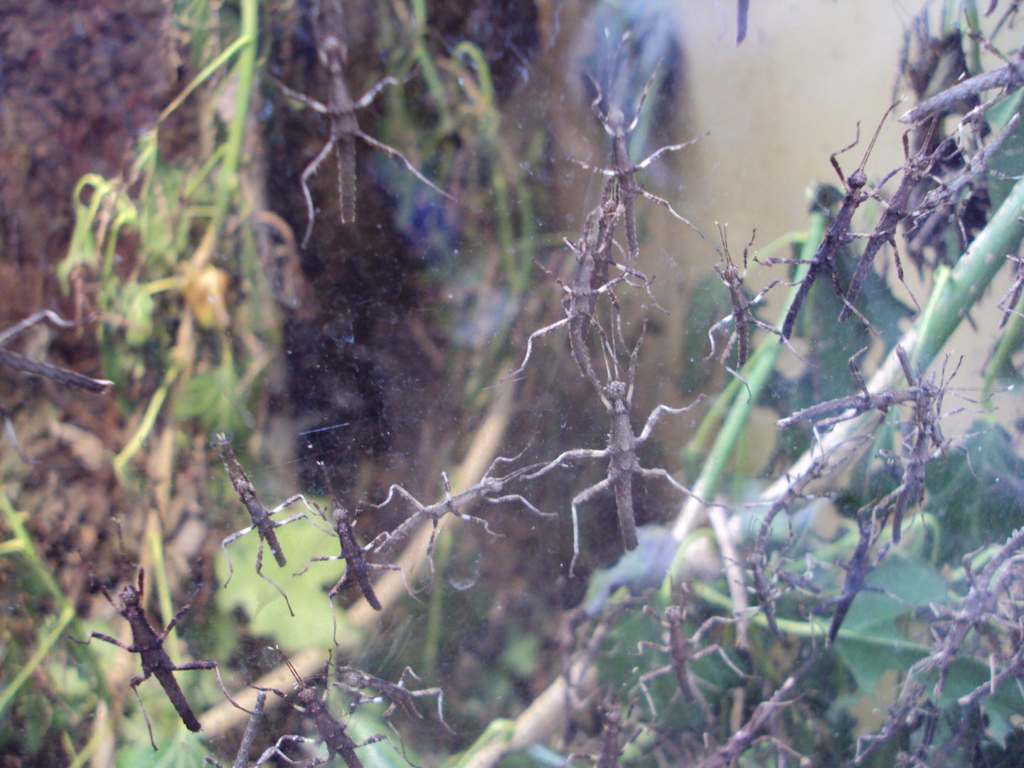 Sunny Stick Insect (Sungaya inexpectata) 28/05/2019