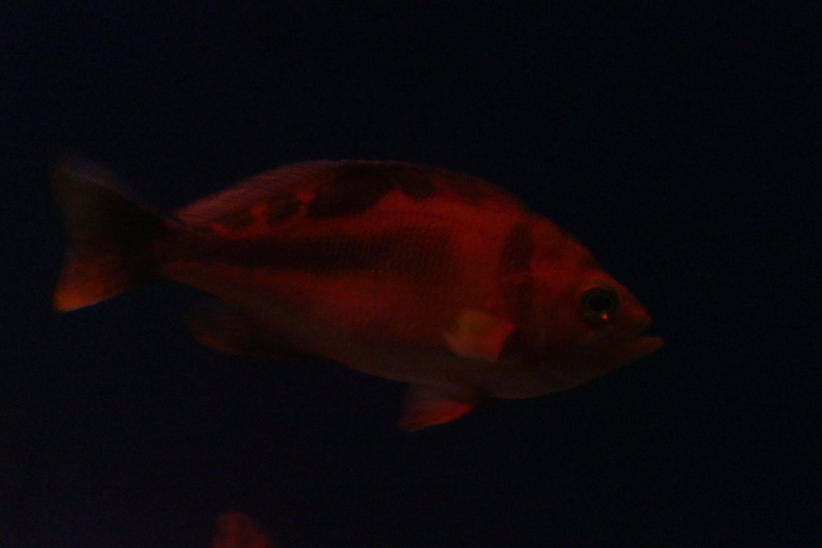Sunrise Perch (Caprodon schlegelii)