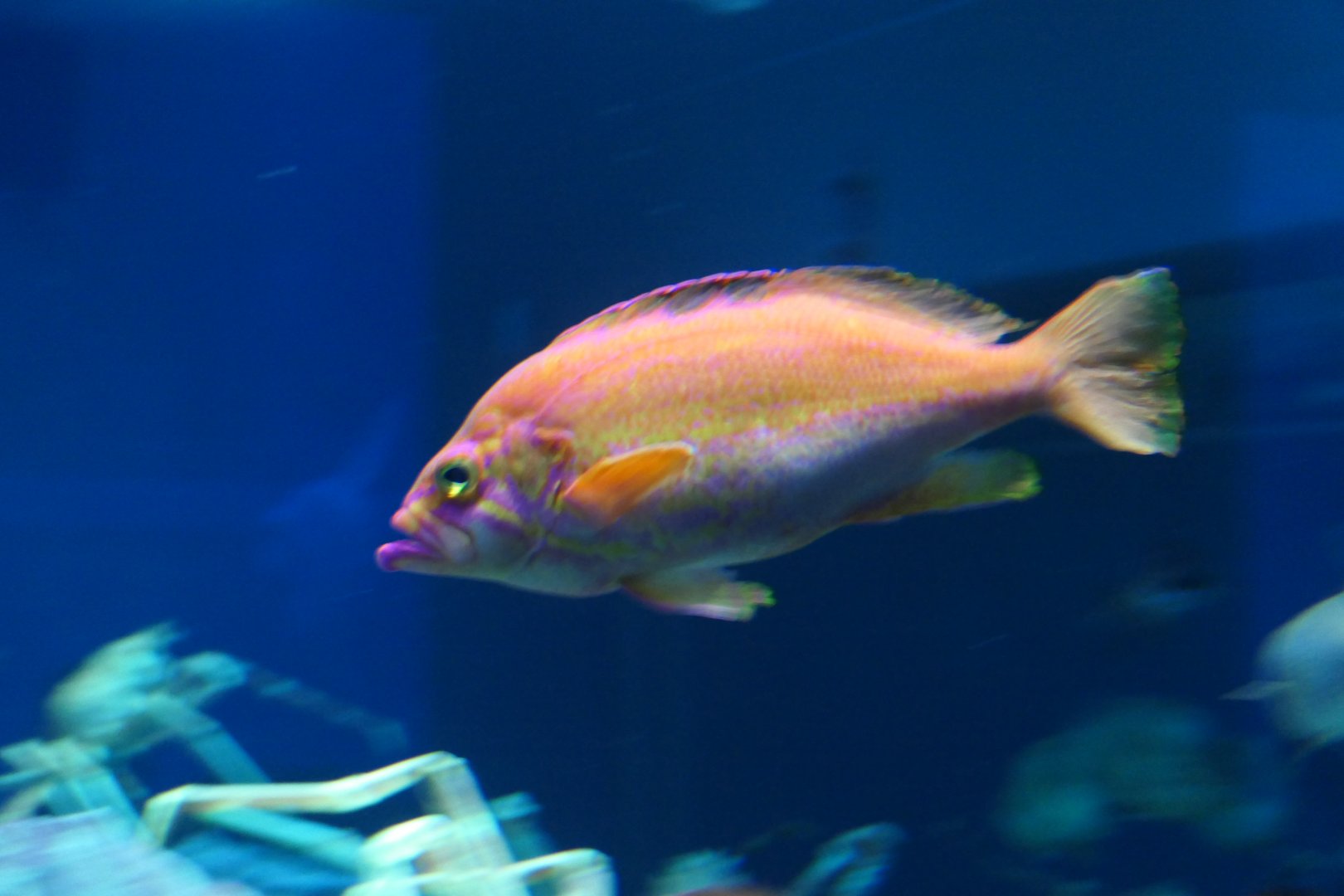 Sunrise Perch (Caprodon schlegelii)
