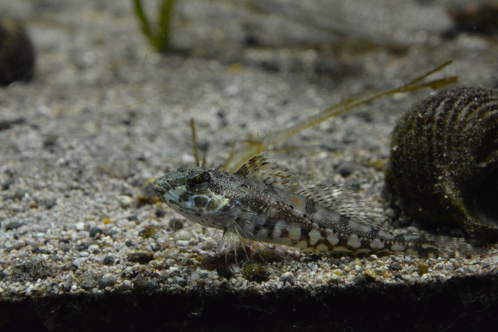 Sunrise sculpin (Pseudoblennius cottoides)