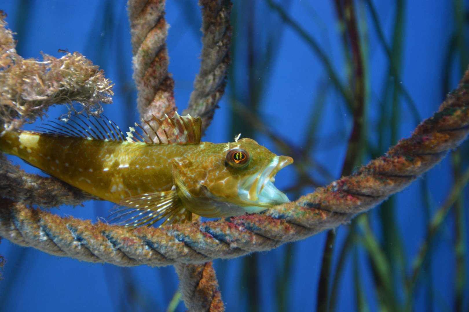 Sunrise sculpin (Pseudoblennius percoides)