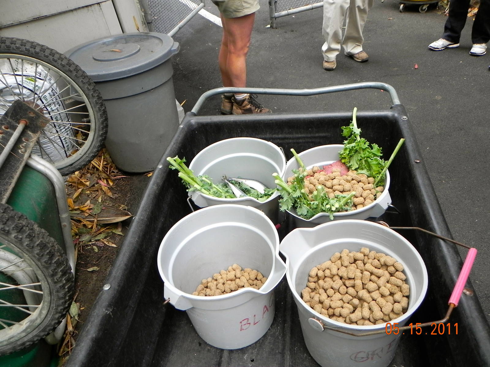 Sunrise Stroll- Bear food