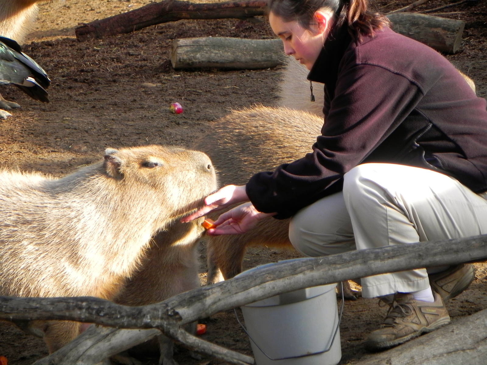 Sunrise Stroll cabybara