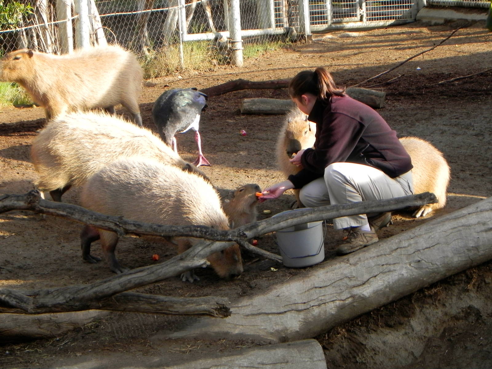 Sunrise Stroll cabybara