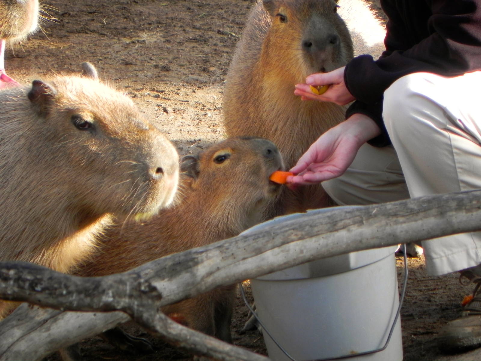 Sunrise Stroll cabybara