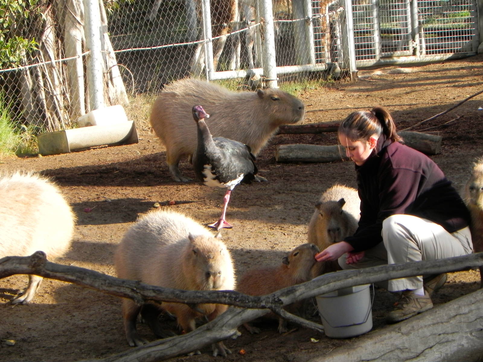 Sunrise Stroll cabybara