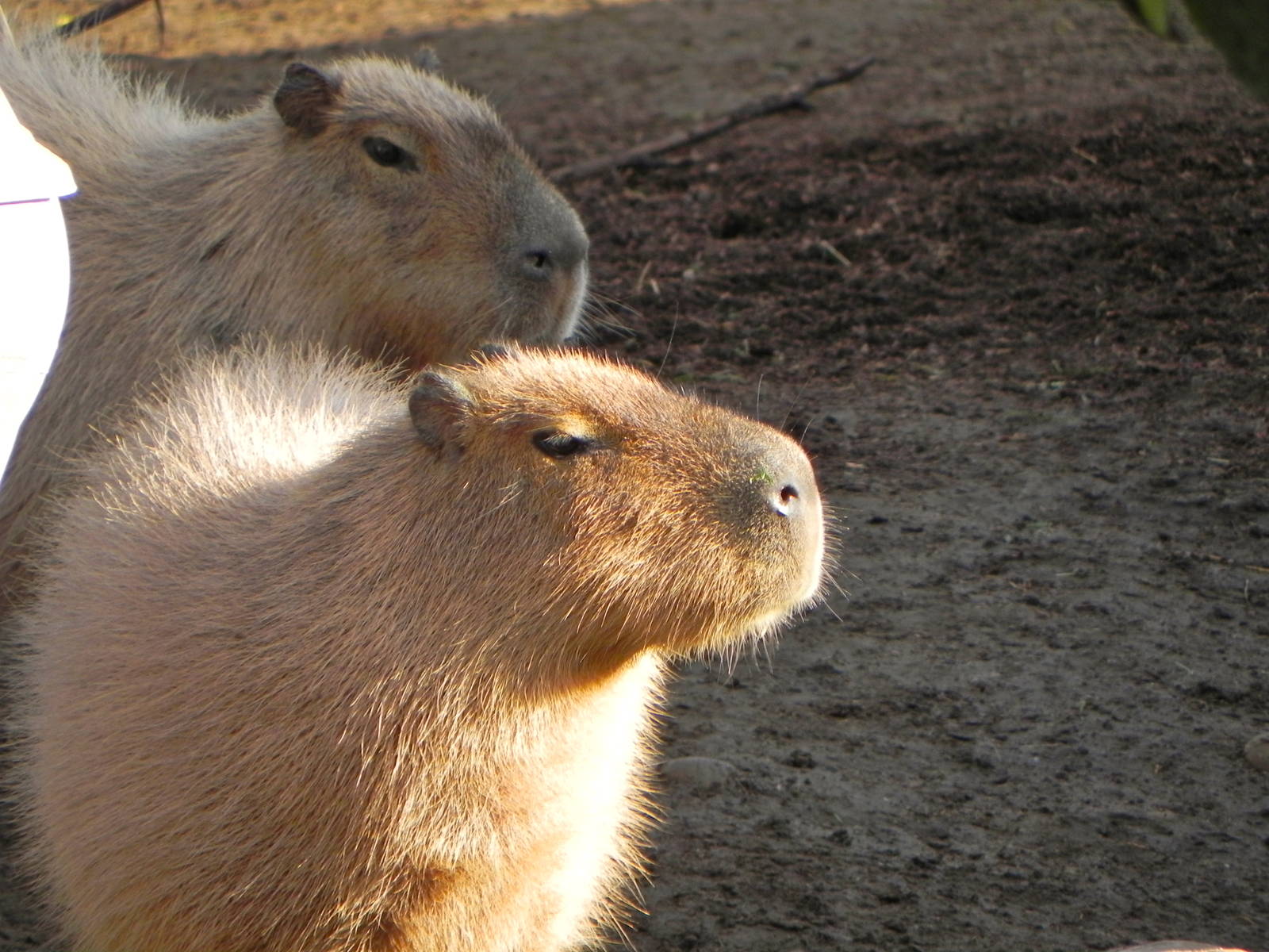 Sunrise Stroll cabybara
