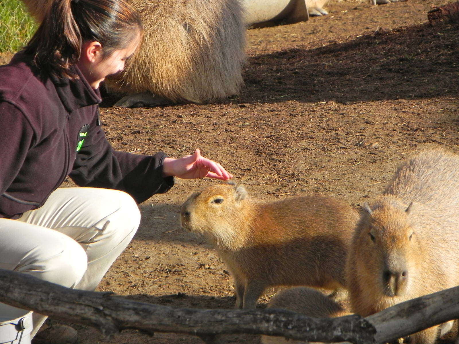 Sunrise Stroll cabybara