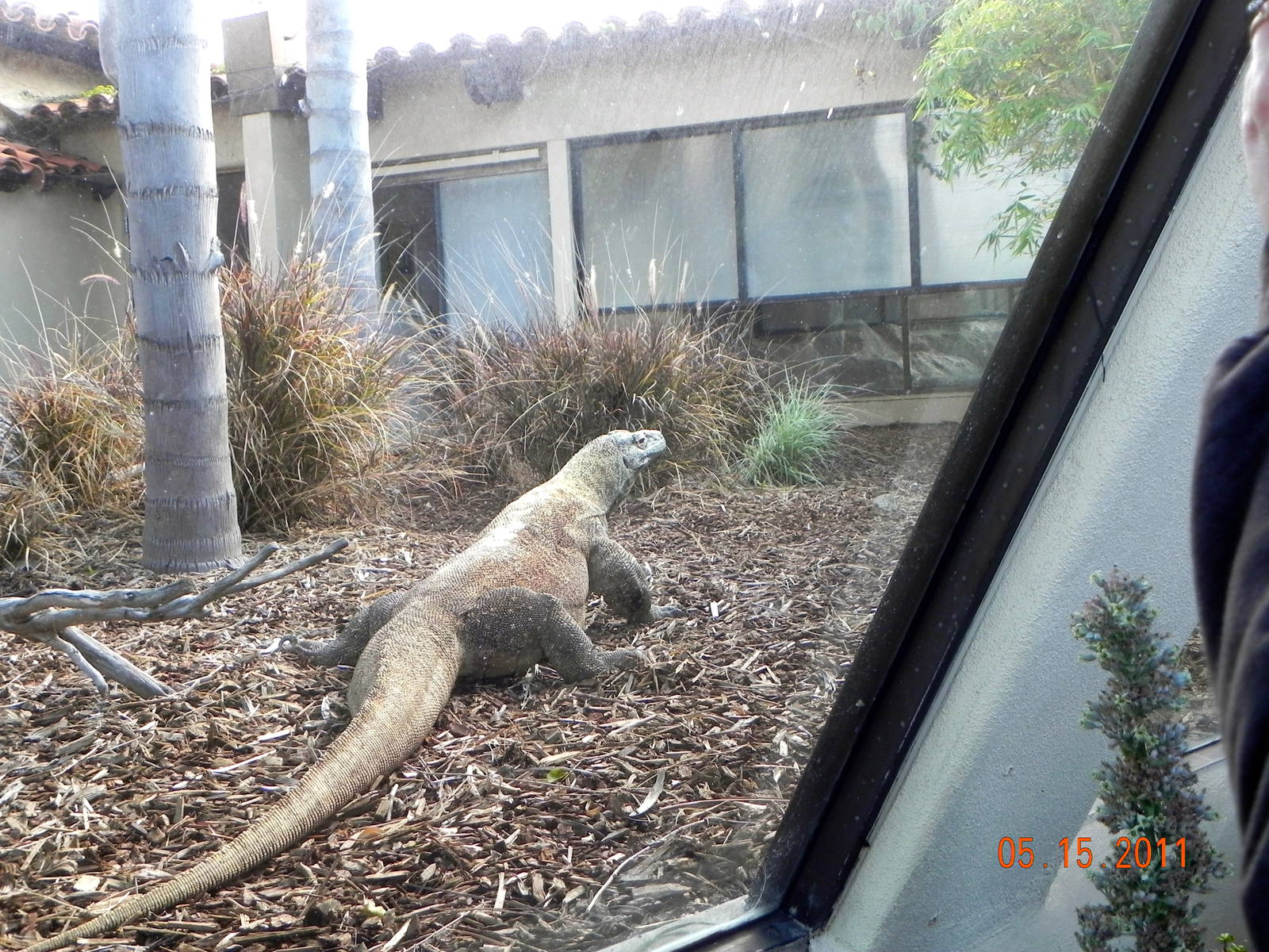 Sunrise Stroll-Dragon walking away