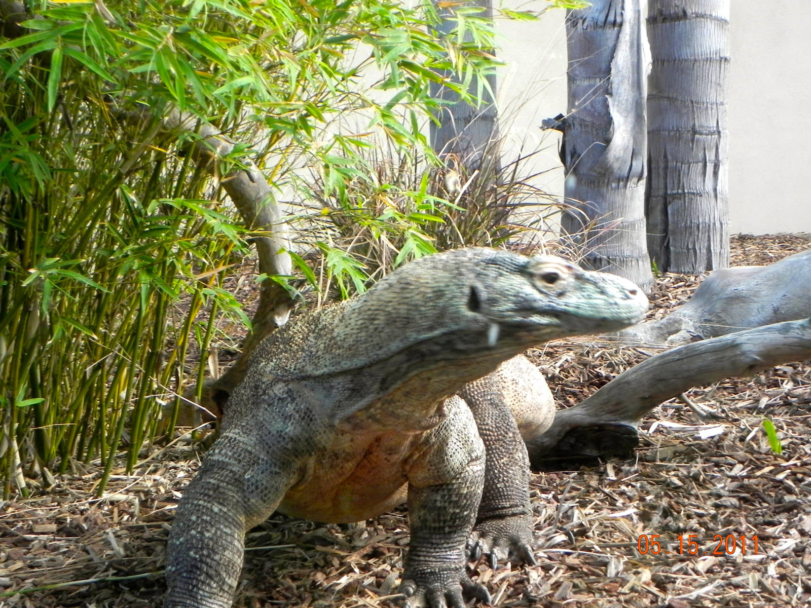 Sunrise Stroll- Dragon