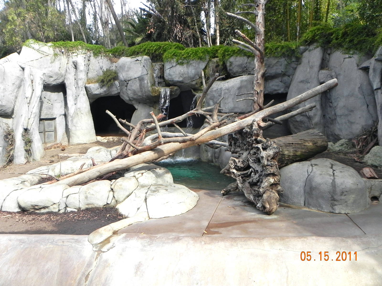 Sunrise Stroll- Grizzly Bear and Brown Bear exhibit