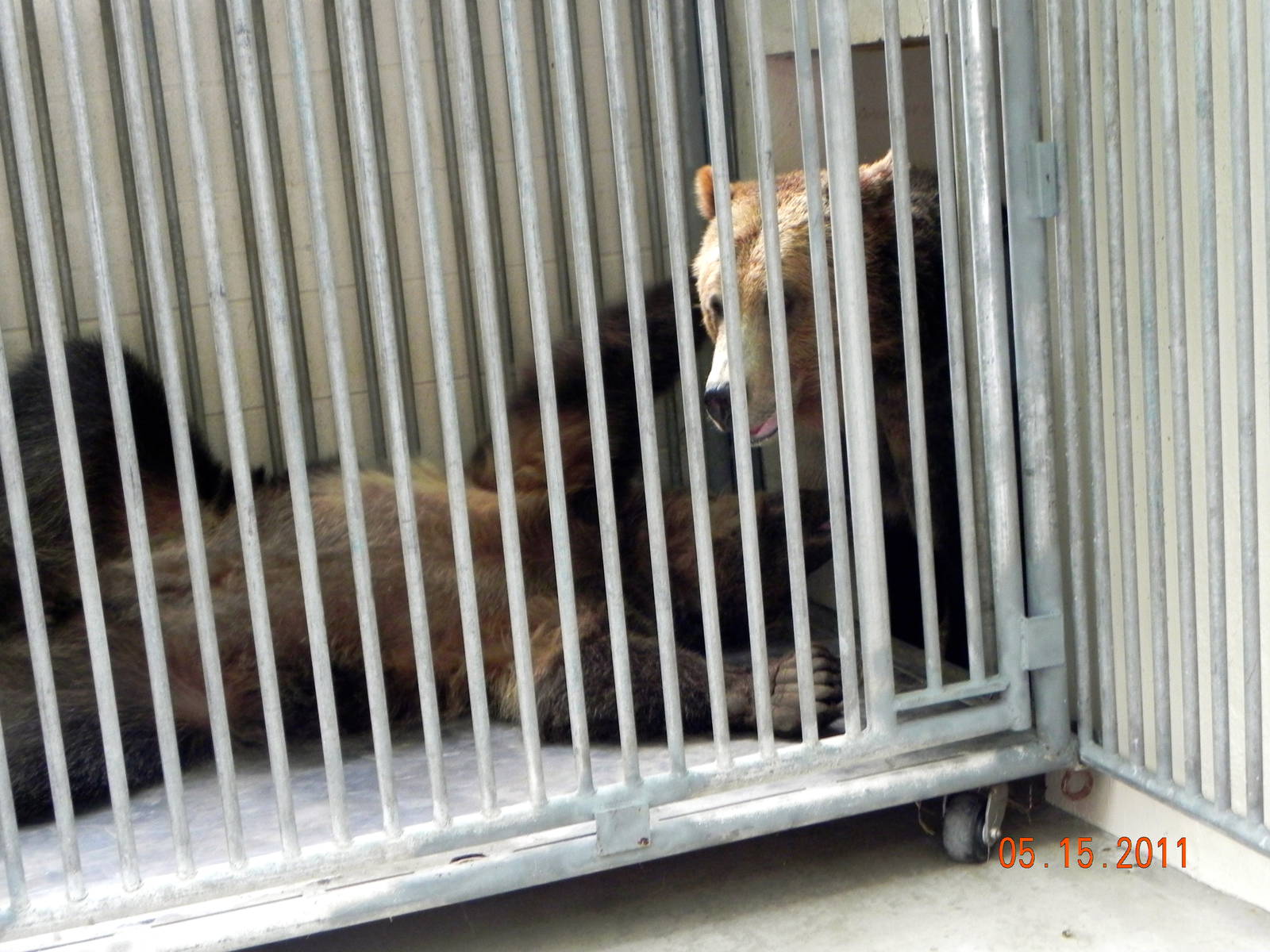 Sunrise Stroll- Grizzly Bear brothers