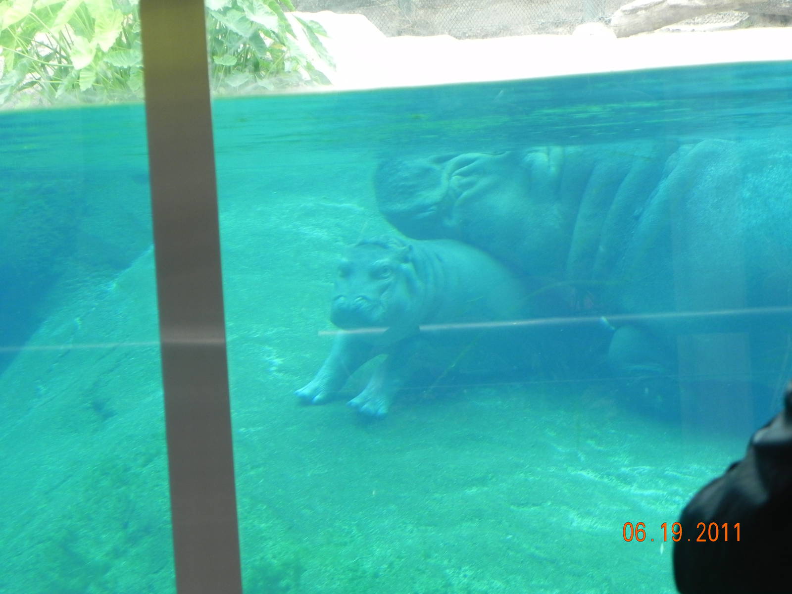 Sunrise Stroll Hippos