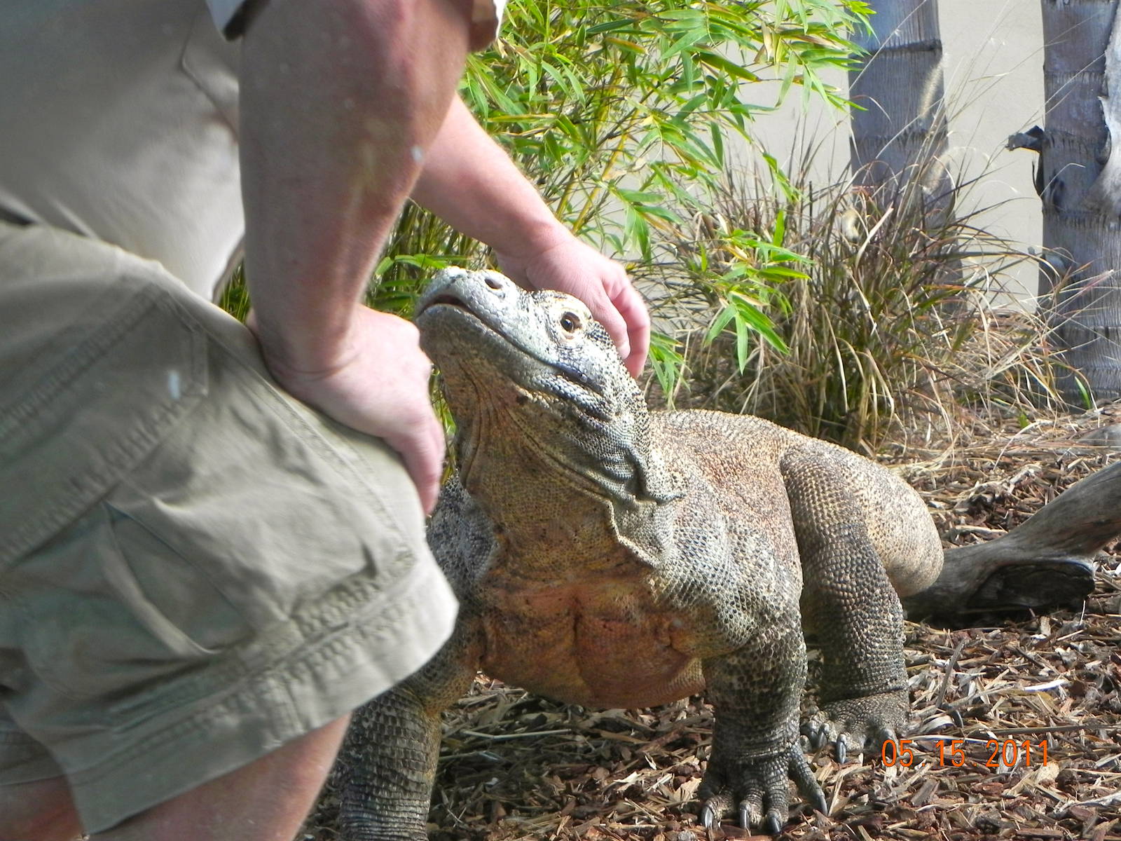 Sunrise Stroll-Komodo Dragon and keeper