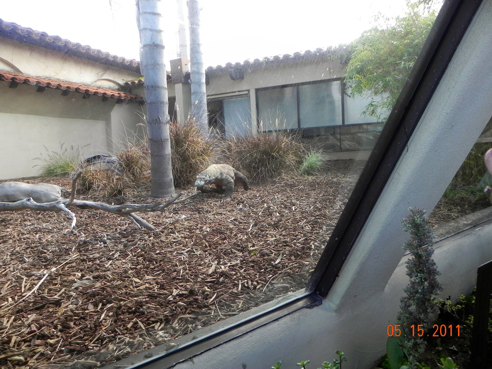 Sunrise Stroll- Komodo Dragon exhibit