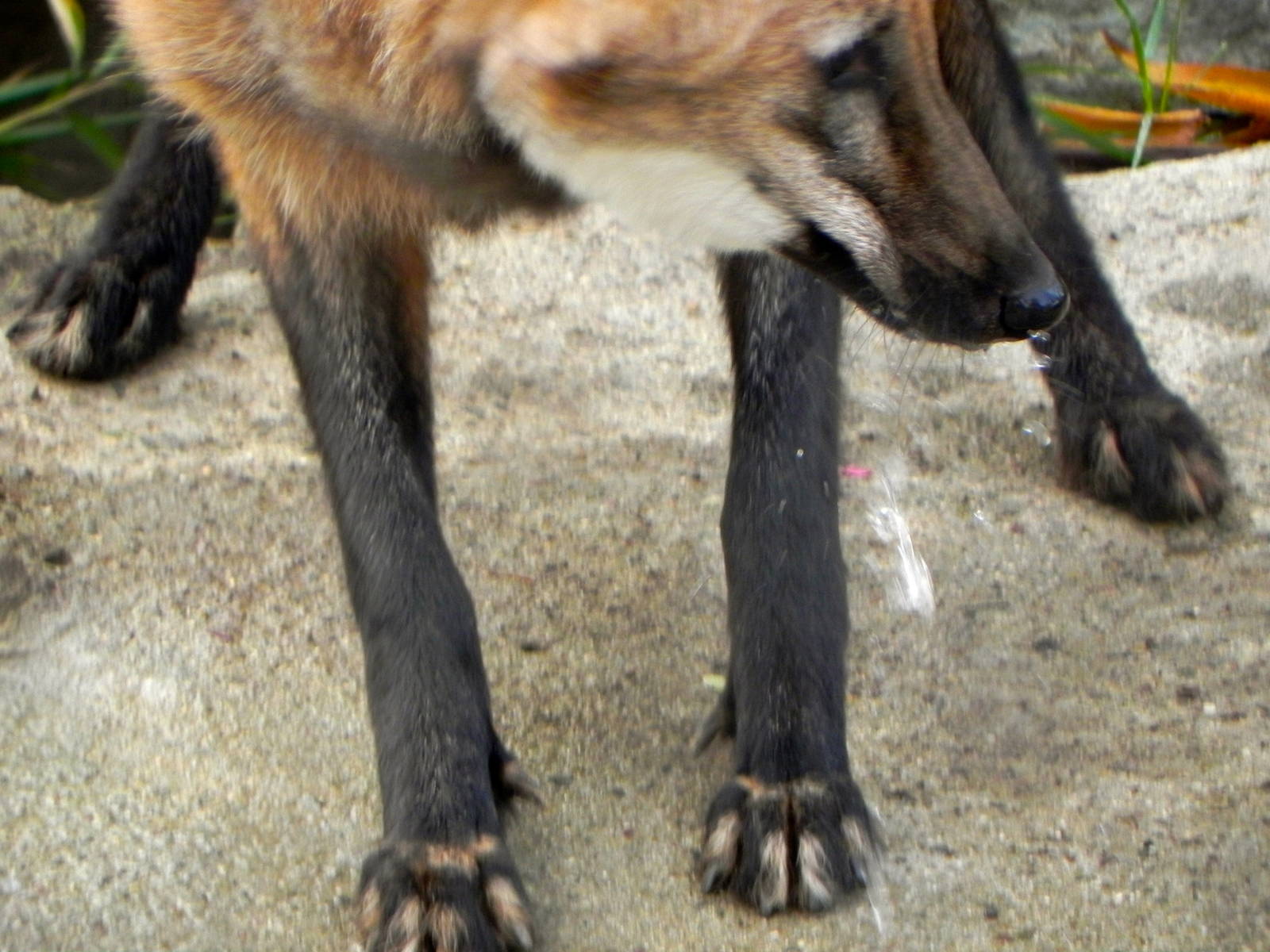 Sunrise Stroll Maned Wolf