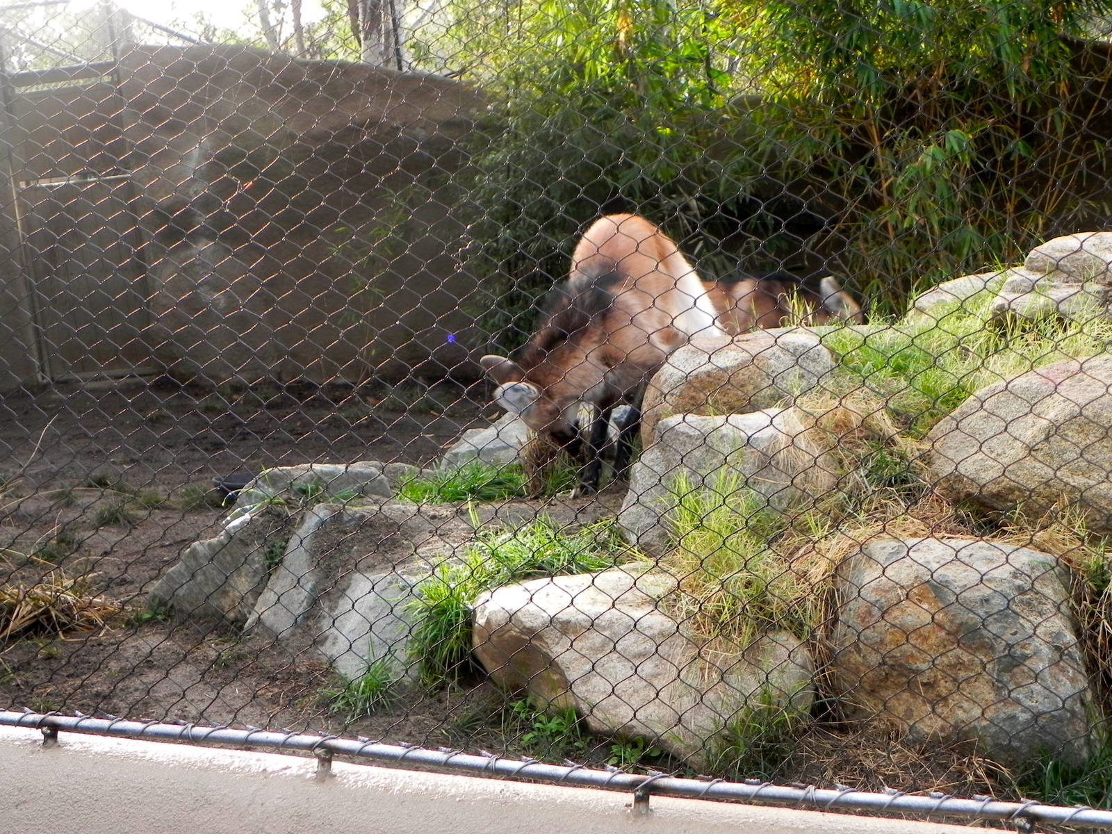 Sunrise Stroll Maned Wolf
