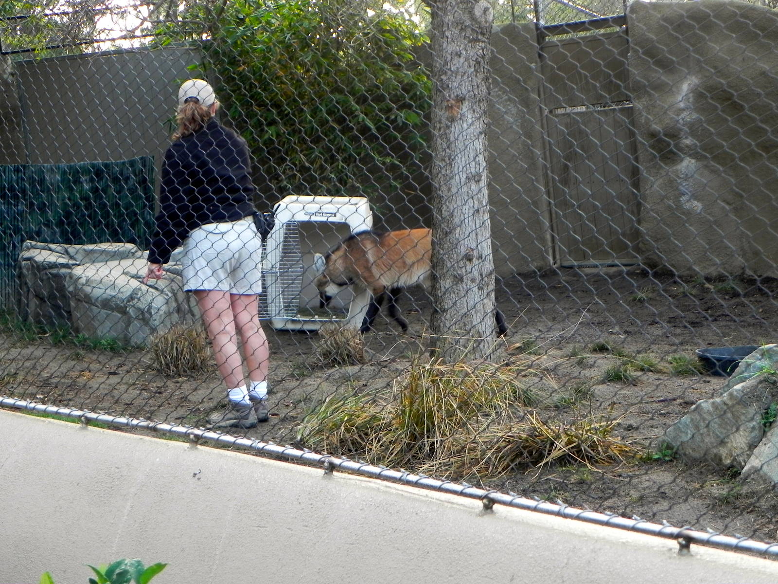 Sunrise Stroll Maned Wolf