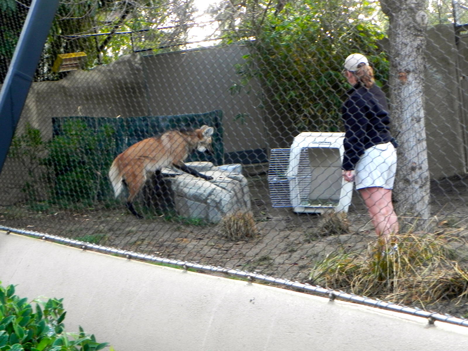 Sunrise Stroll Maned Wolf