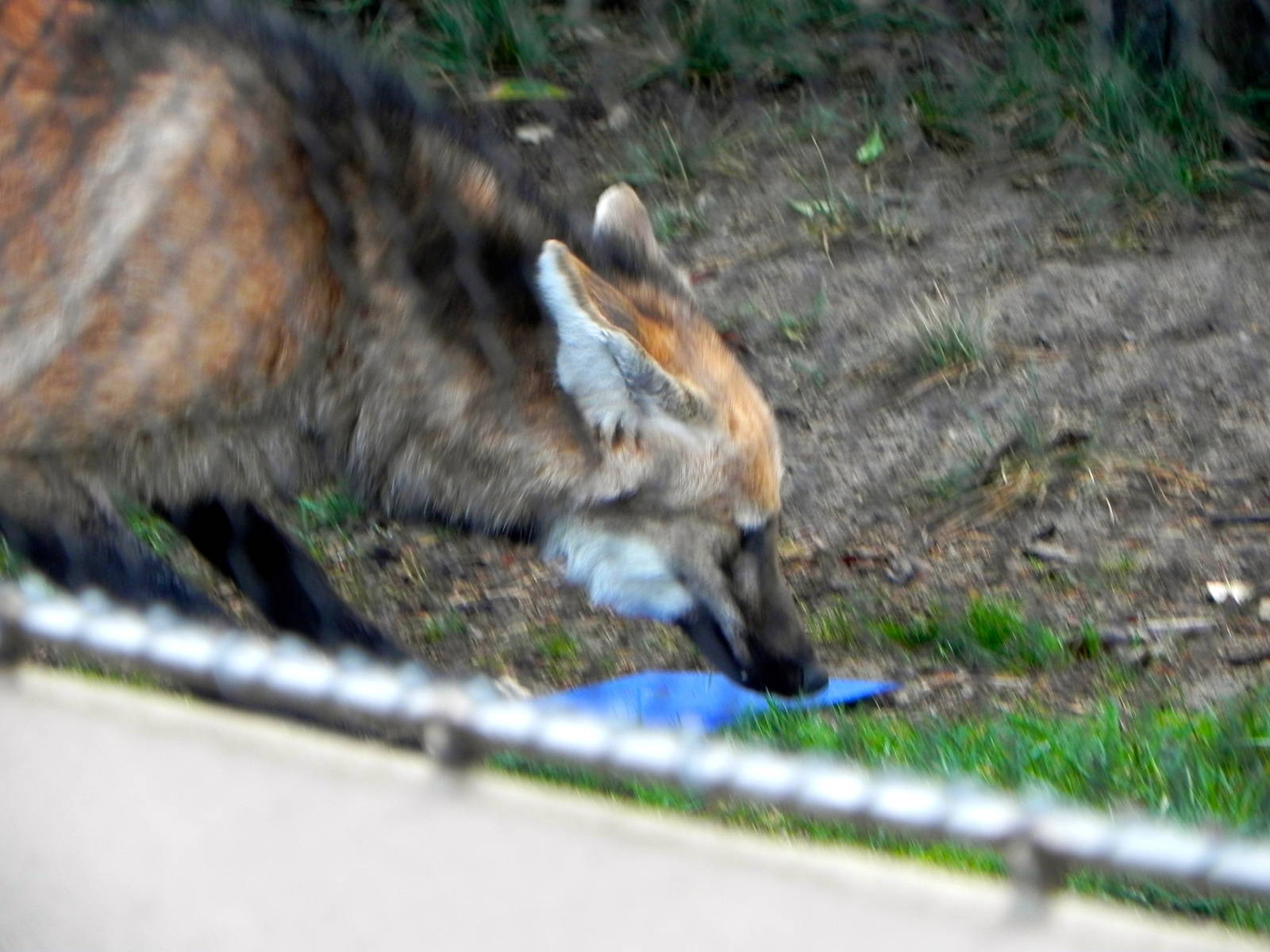 Sunrise Stroll Maned Wolf