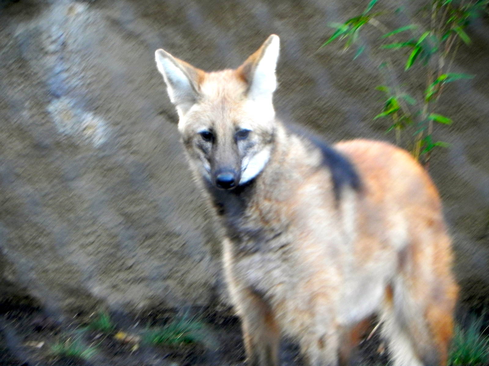 Sunrise Stroll Maned Wolf