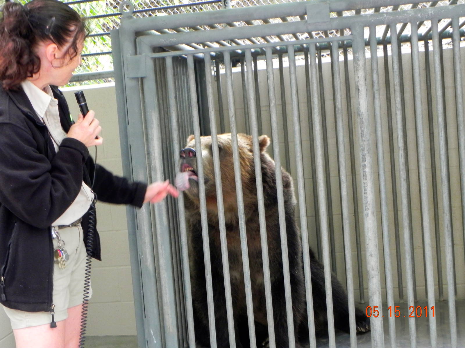 Sunrise Stroll- Opening his mouth for keeper