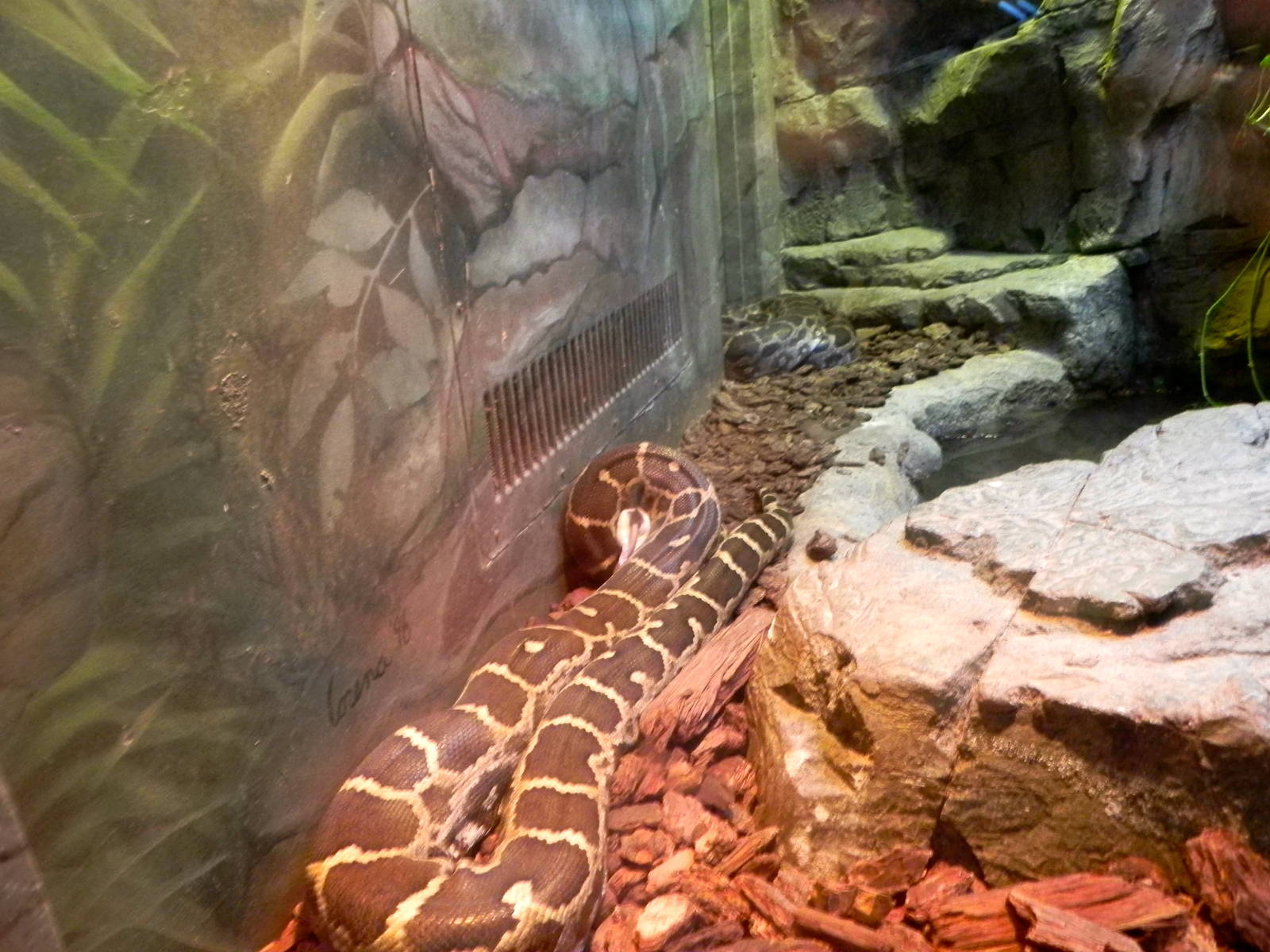 Sunrise Stroll Reptile Feeding