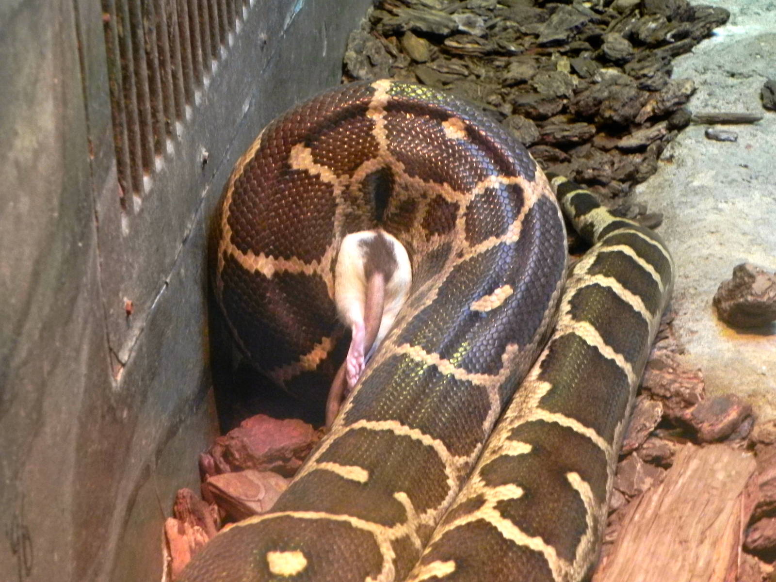 Sunrise Stroll Reptile Feeding
