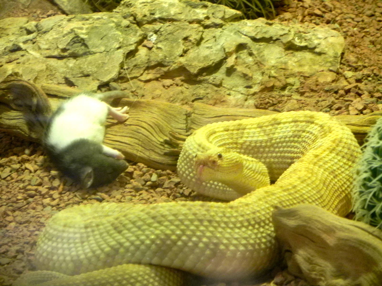 Sunrise Stroll Reptile Feeding