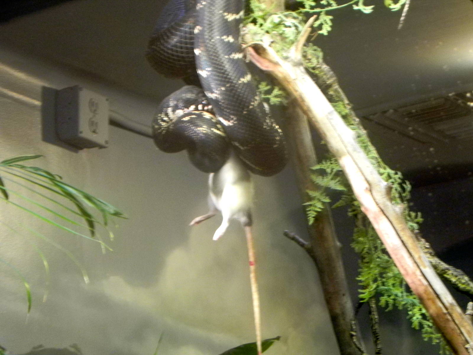 Sunrise Stroll Reptile Feeding