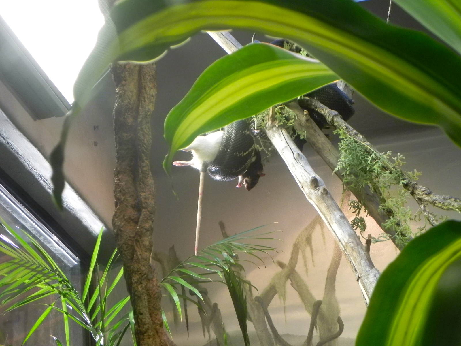 Sunrise Stroll Reptile Feeding