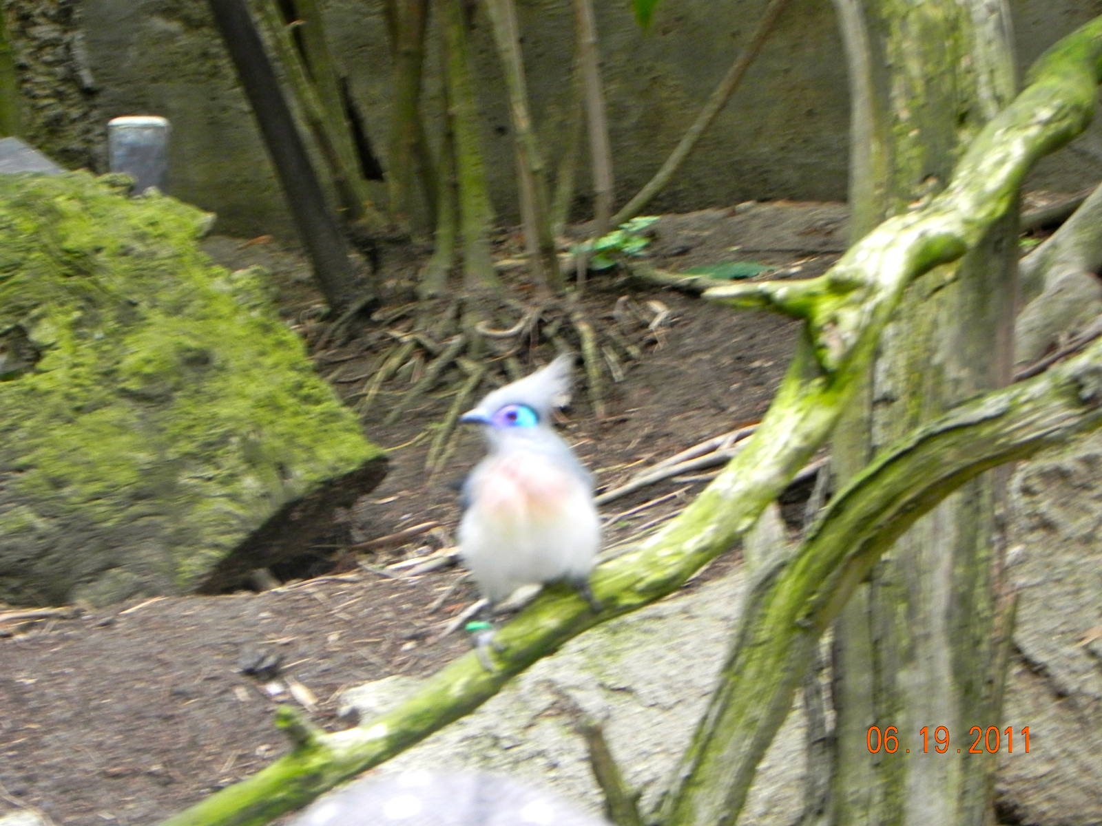 Sunrise Stroll Scripps Aviary