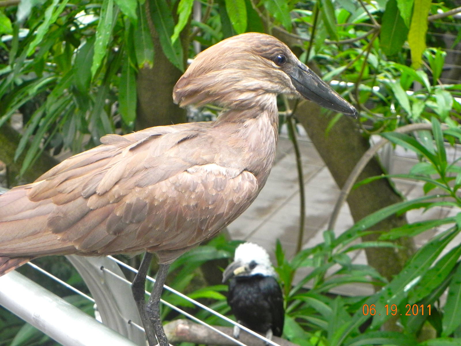 Sunrise Stroll Scripps Aviary