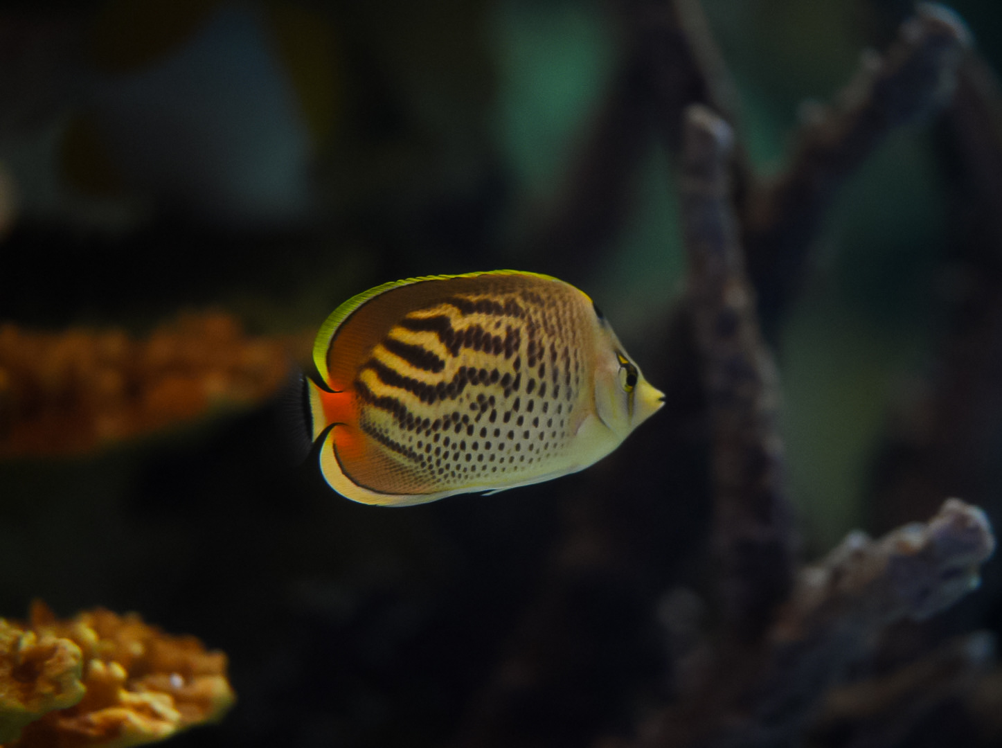 Sunset Butterflyfish