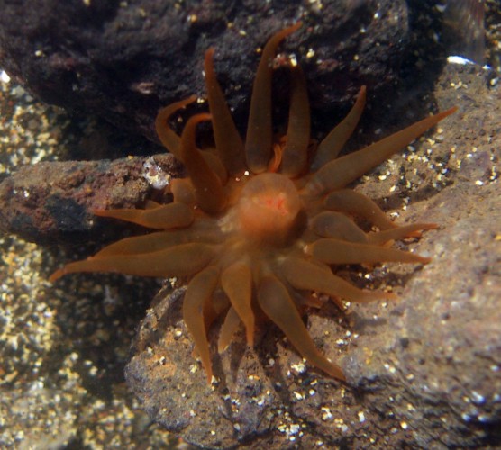 Sunset Cup Coral (Leptopsammia pruvoti)